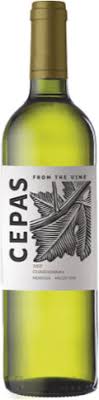 Cepas Chardonnay Mendoza